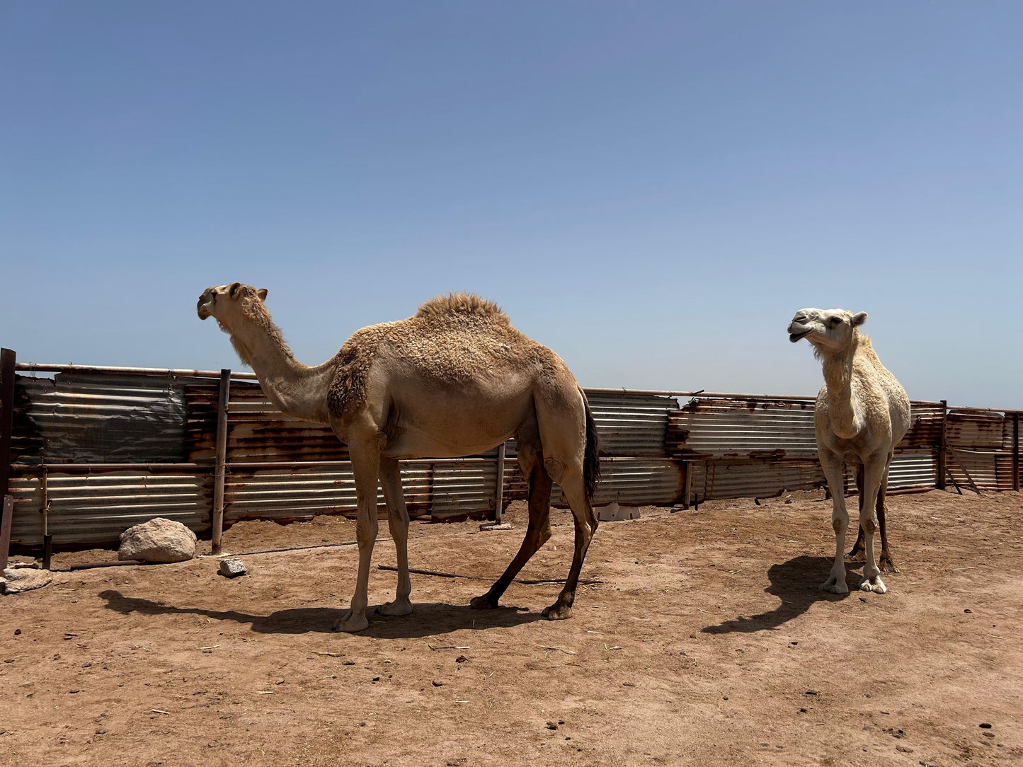 Failaka Island Private Guided Tour